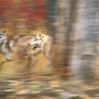 Running wolves