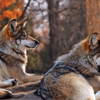 Waiting wolves