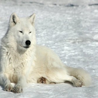 Waithing Arctic wolf