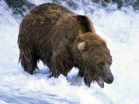 Fishing Time - fishing, water, grizzly, time bear