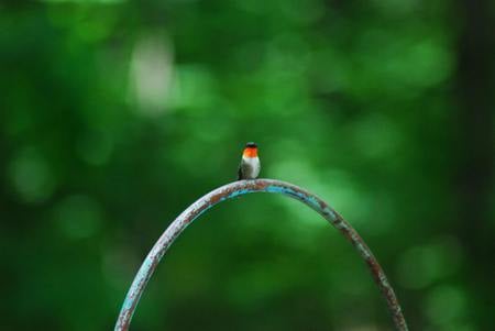 why-he-is-called-a-ruby-throated-hummingbirdsmall - nature, humming, photography, animals, small, bird, birds