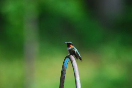 little-male-hummer - bird, birds, nature, humming, photography, small, animals