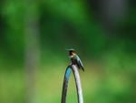 little-male-hummer