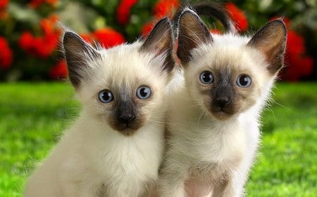 Twin kittens - nature, twin, cat, animals, eyes, flowers