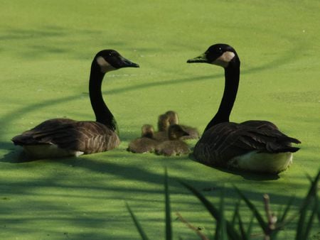 family-of-six-2small - nature, swan, lake, ducks, animals, family, green