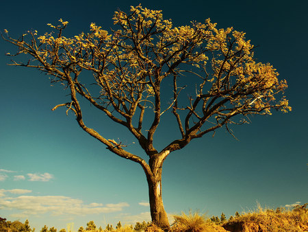 Ageless tree - deep, nature, blue, serenity, landscape, calmity, tree, sky