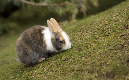 Greatest bunny - animals, beautiful, sweet, grass, rabbit, little, bunny, grey, green