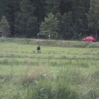 salmon, pastures, roads, nature