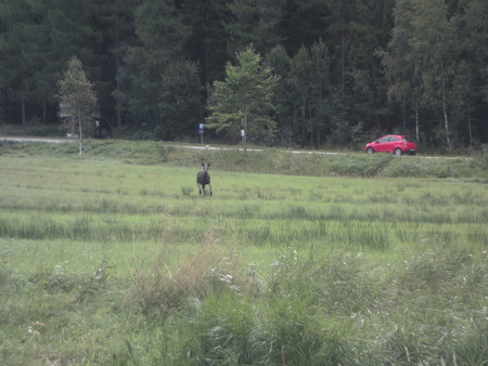 salmon, pastures, roads, nature - pastures, roads, salmon, nature