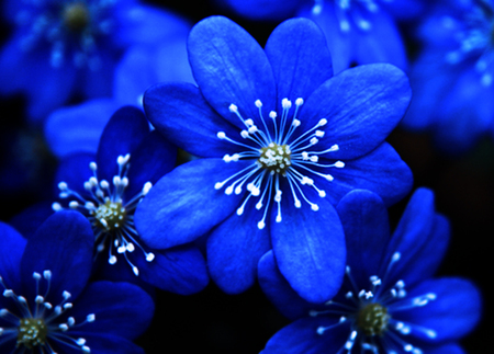 Blue flowers - white, nature, flowers, blue