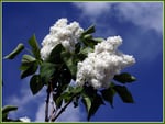 White flowers