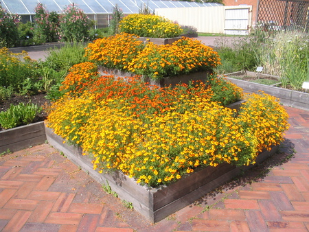 Tagetes - tagetes, plants, colours, stone