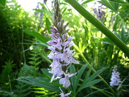 The Wild one - green, sky, flower, orchid