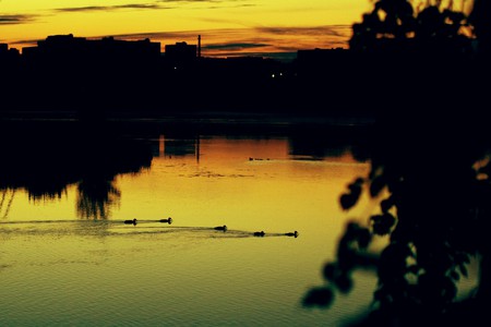 crossing the pond - animals, water, beauty, dark, yellow, ducks, lake, sky, pond, bright, light, wet, trees, sunset, nature