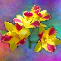 orchids