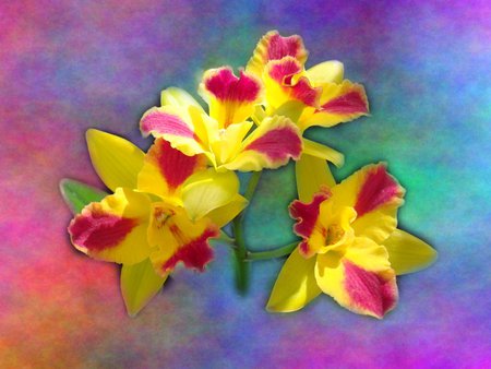 orchids - beauty, orchids, colorful, nature, purple, yellow, pink, blue, flowers, colors