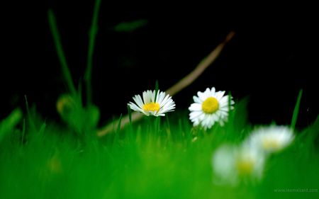 white-wildflowers-and-grasses - white, nature, photography, green, flowers, grass