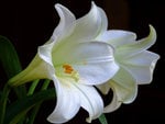 white-lilies