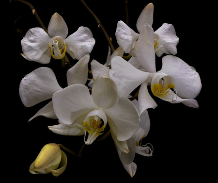 Phalaenopsisamabilis (anggrek bulan) - white, nature, anggrek, flowers, flower