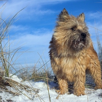 The Cairn Terrier