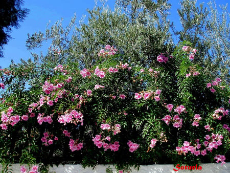 oleandar - oleandar, pink, beautiful, flowers, tree, olive