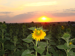 Sunflower Sunset