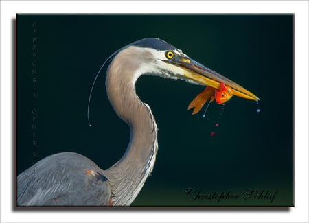 Great-Blue-Heron-Eating-Fish - animals, bird, eat, fish, photography, eye, birds