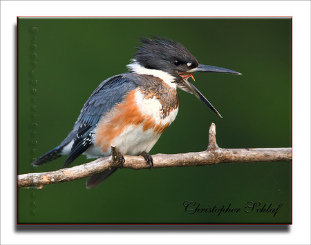 Kingfisher - photography, animals, colors, bird, birds