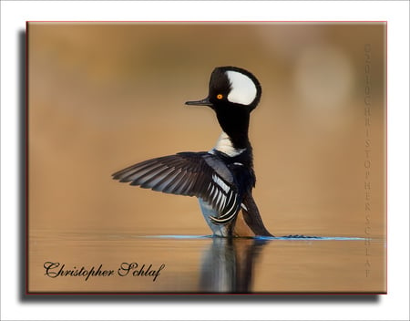 Hooded-Merganser--Male - male, duck, animals, photography, water, black, white, ducks, reflection