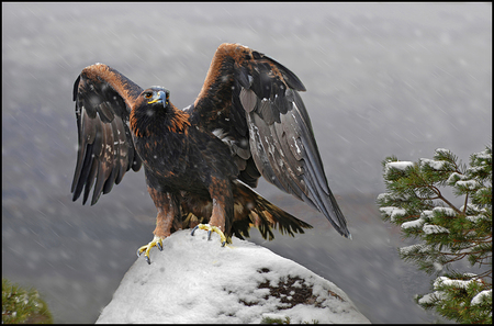 winter eagle - bird, birds, photography, snow, eagle, nature, hawk, wings, animals