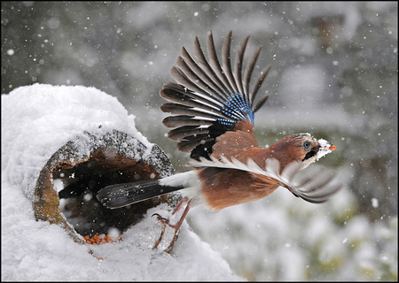 blue jay - bird, birds, winter, nature, blue, photography, wings, animals