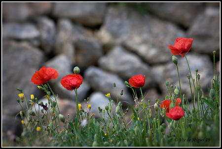 poppies - red, beautiful, green, poppies, grass, stone fence