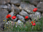 poppies