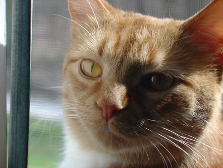 Ginger - tabby, red, ginger, cat