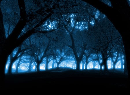 Blue forest - nature, forests, trees, blue