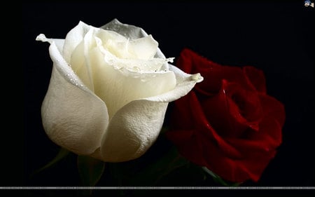 White and Red - white, red, roses, flowers, nature