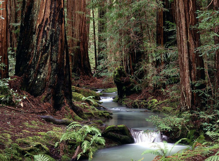 River - forests, nature, rivers, rocks