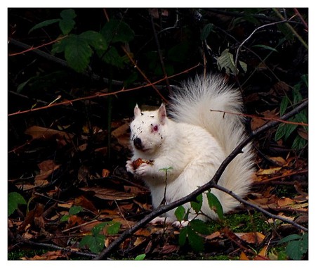 white squirrel - white, forest, squirrel, wild