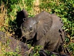 baby elephant