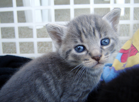 Blue Eyes - animals, cat, grey, blue, eyes