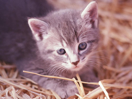 Pisicuta - sweet, cat, animal, grey