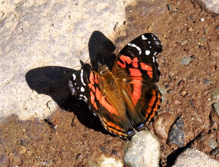 Butterfly - black, watter, butterfly, shadow, animals