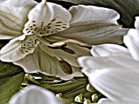 White Flower - white, flowers, pretty, spring