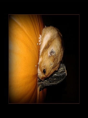 Picking out the Pumpkin.. - halloween, hamster, trick or treat, pumpkin