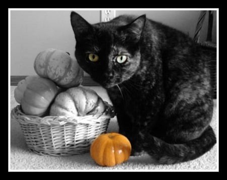 Curiosity - orange, thanksgiving, pumpkins, cat