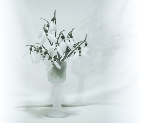 in white - white, beautiful, flowers, still life, glass vase