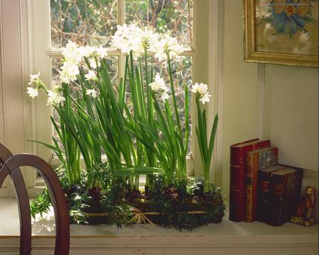 Spring on my window - pot flowers, daffodils, spring, white, window, beautiful, table, books, green