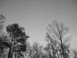 moon and trees