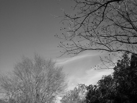 evening in black and white - black and white, trees, photo, colorless