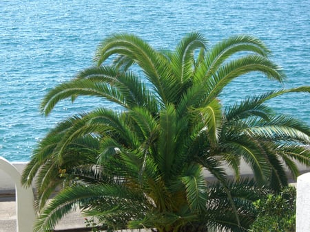 The Palm - palm, beautiful, beach, sea, blue, green